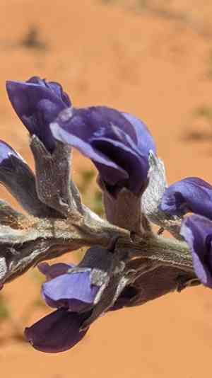 Fringeleaf necklacepod(Sophora stenophylla)