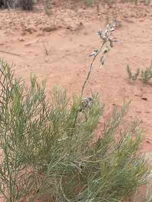 Fringeleaf necklacepod(Sophora stenophylla)