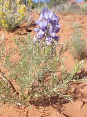Fringeleaf necklacepod(Sophora stenophylla)