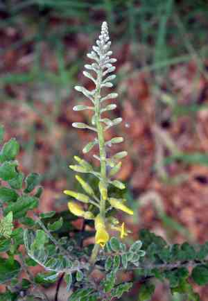 Necklacepod(Sophora tomentosa)