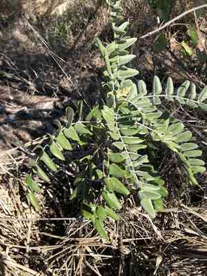 Necklacepod(Sophora tomentosa)
