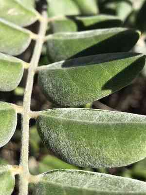 Necklacepod(Sophora tomentosa)