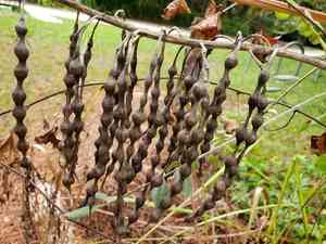 Necklacepod(Sophora tomentosa)
