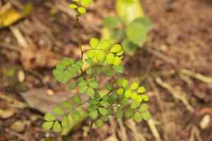 Necklacepods (Sophora)(Sophora)