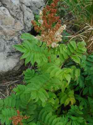 False spiraea(Sorbaria sorbifolia)