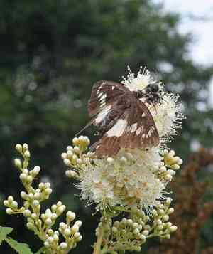 False spiraea(Sorbaria sorbifolia)