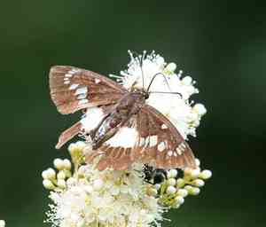False spiraea(Sorbaria sorbifolia)