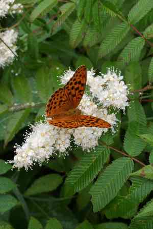 False spiraea(Sorbaria sorbifolia)