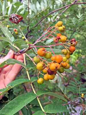 European mountain-ash(Sorbus aucuparia)