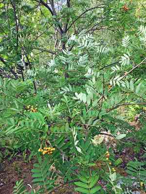 European mountain-ash(Sorbus aucuparia)