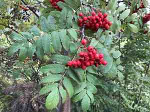 European mountain-ash(Sorbus aucuparia)
