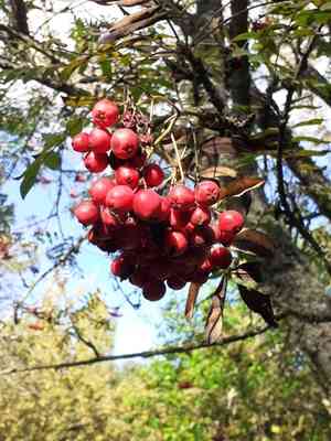 European mountain-ash(Sorbus aucuparia)