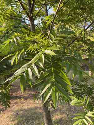 Japanese rowan(Sorbus commixta)
