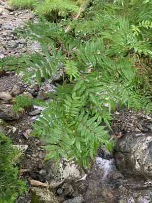 Japanese rowan(Sorbus commixta)