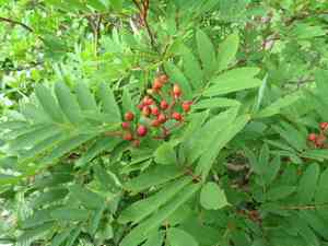 Japanese rowan(Sorbus commixta)