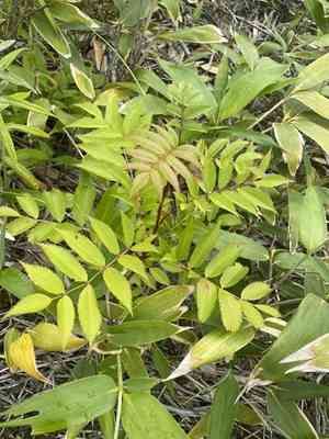 Japanese rowan(Sorbus commixta)