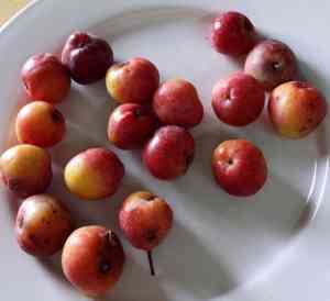 True service tree(Sorbus domestica)