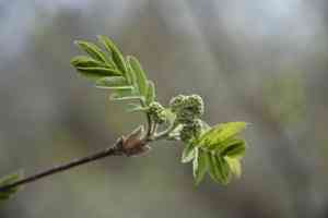 Greene's mountain ash(Sorbus scopulina)