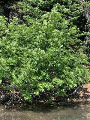 Greene's mountain ash(Sorbus scopulina)