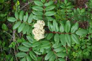 Greene's mountain ash(Sorbus scopulina)