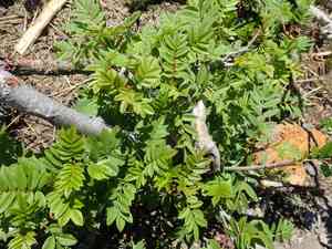 Greene's mountain ash(Sorbus scopulina)