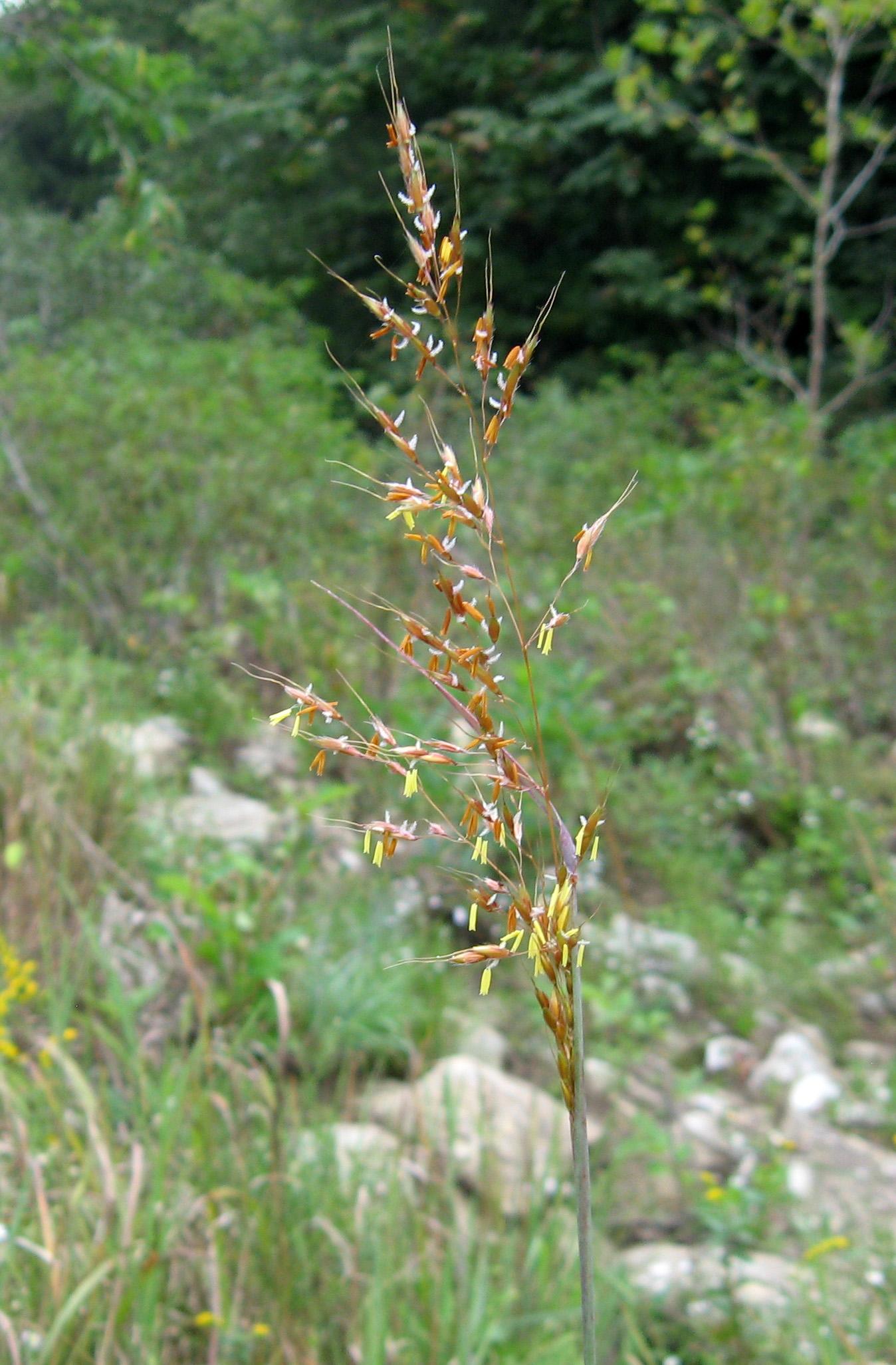 Yellow indiangrass