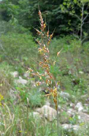 Yellow indiangrass(Sorghastrum nutans)