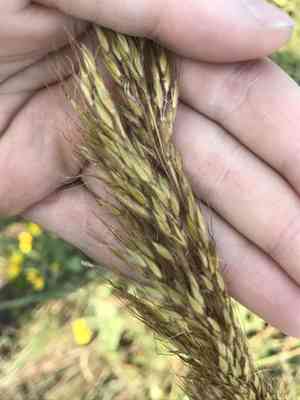 Yellow indiangrass(Sorghastrum nutans)