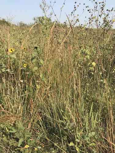 Yellow indiangrass(Sorghastrum nutans)