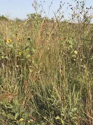 Yellow indiangrass(Sorghastrum nutans)