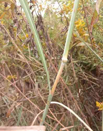 Yellow indiangrass(Sorghastrum nutans)