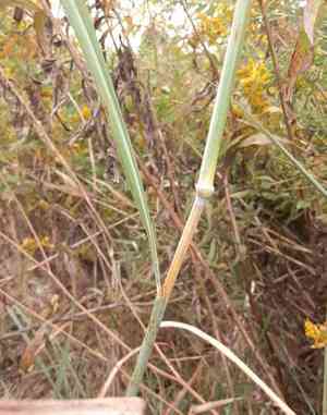 Yellow indiangrass(Sorghastrum nutans)