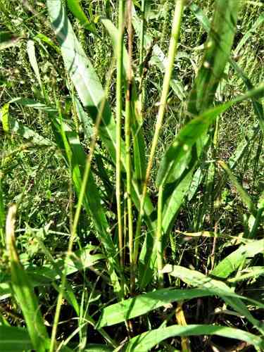 Johnson grass(Sorghum halepense)
