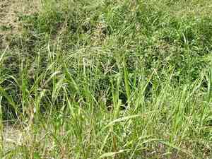 Johnson grass(Sorghum halepense)