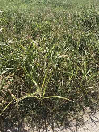 Johnson grass(Sorghum halepense)