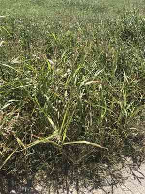 Johnson grass(Sorghum halepense)