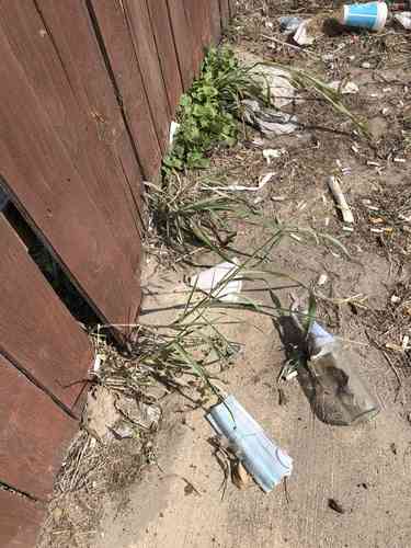 Johnson grass(Sorghum halepense)