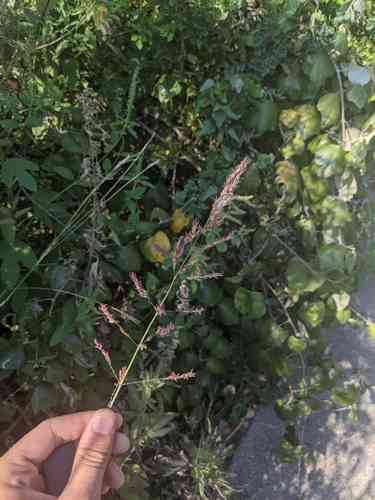 Johnson grass(Sorghum halepense)