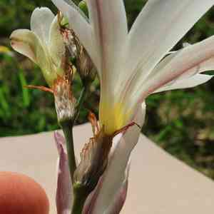 Plain harlequin flower(Sparaxis grandiflora)