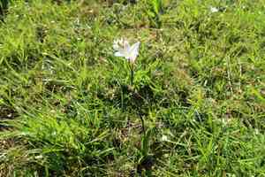 Plain harlequin flower(Sparaxis grandiflora)