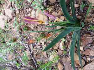 Plain harlequin flower(Sparaxis grandiflora)