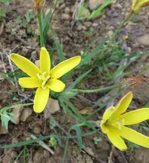 Plain harlequin flower(Sparaxis grandiflora)