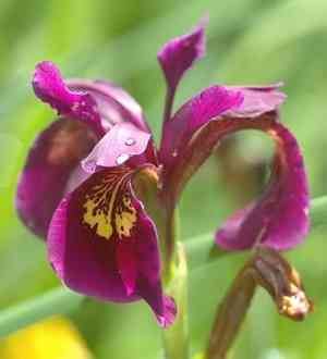 Harlequin flower(Sparaxis tricolor)