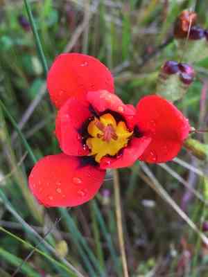 Harlequin flower(Sparaxis tricolor)