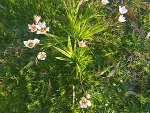 Harlequin flower(Sparaxis tricolor)
