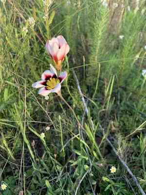 Harlequin flower(Sparaxis tricolor)