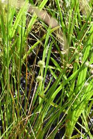 American bur-reed(Sparganium americanum)