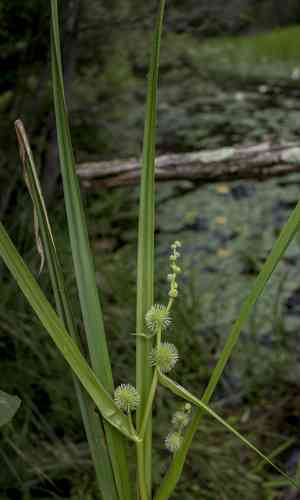 American bur-reed(Sparganium americanum)