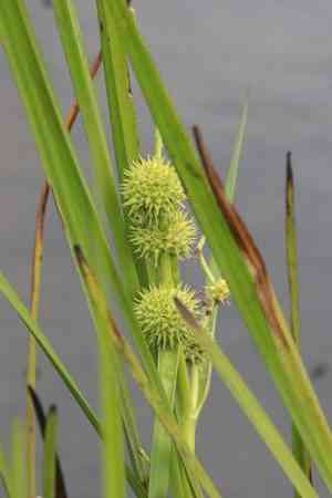 American bur-reed(Sparganium americanum)
