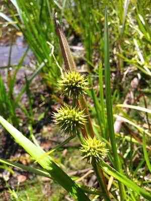 American bur-reed(Sparganium americanum)